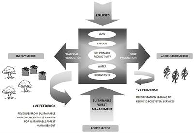 The Marginalization of Sustainable Charcoal Production in the Policies of a Modernizing African Nation